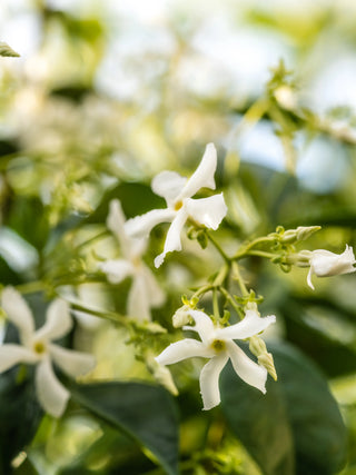 Pura Scent - White Tea No.1 - Smart Vial