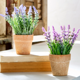 Potted Lavender 7.5" - 2 assorted multi