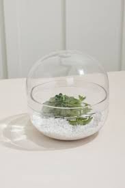Oliver Terrarium 6.75"x7" Glass