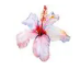 Skinny Silver Tea Tin - Organic Hibiscus Flower