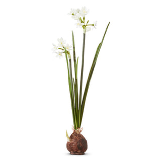 Paperwhite Bulb 18"