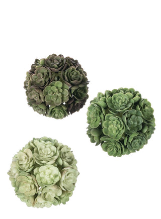 3pk Echeveria Orbs