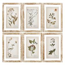 3909906 20.5Ó Pressed Flower Framed Print