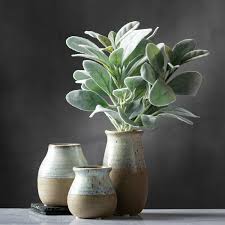 Lambs Ear Bundle