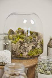 Oliver Terrarium 10.5" x 11.25" Glass