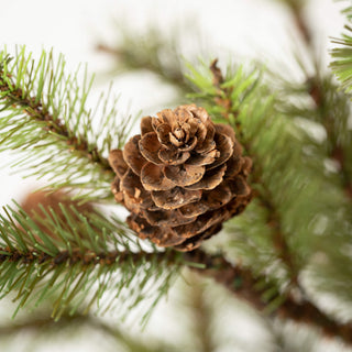 TR1177 Large Pinecone Tree in Burlap