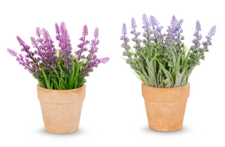 Potted Lavender 7.5" - 2 assorted multi