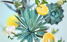 Fragrance -Agaves Garden 500ml