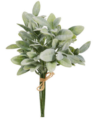 Lambs Ear Bundle 14"