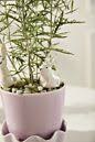 Thumper Plant Stick